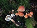 Hypholoma lateritium-amf976